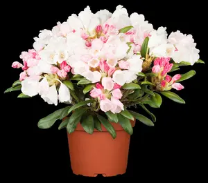 rhodo (yak.) 'dreamland' (25- 30cm) - afbeelding 3