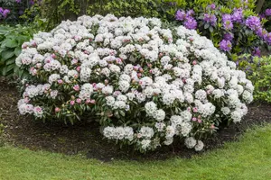Rhodo (yak.) 'Dreamland' 40- 50   C7 - afbeelding 1