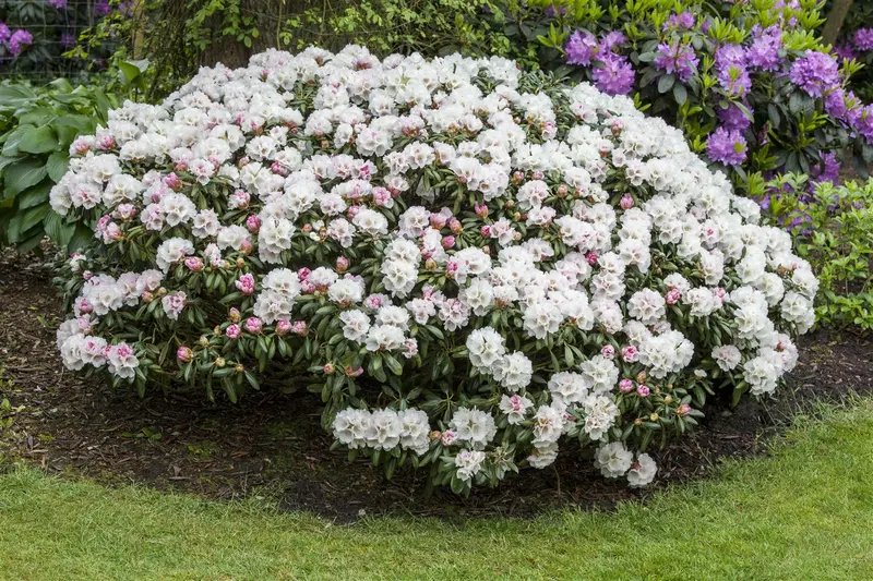 Rhodo (yak.) 'Dreamland' 60- 80   C25 - afbeelding 1