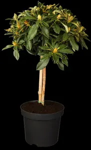 rhodo (yak.) 'golden torch' (25- 30cm) - afbeelding 2