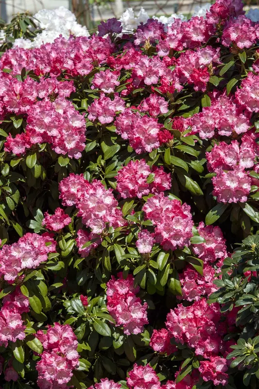 Rhodo (yak.) 'Morgenrot' 60- 80   C25 - afbeelding 1
