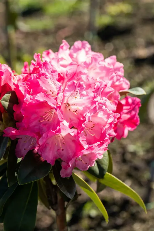 Rhodo (yak.) 'Morgenrot' 60- 80   C25 - afbeelding 4