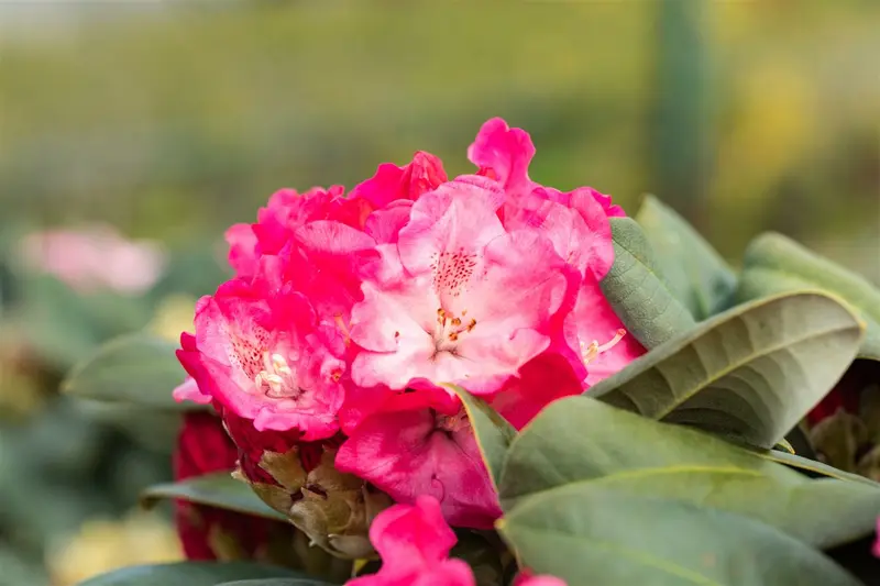 Rhodo (yak.) 'Morgenrot' 60- 80   C25 - afbeelding 2