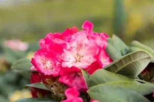 Rhodo (yak.) 'Morgenrot' 60- 80   C25 - afbeelding 2