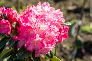 Rhodo (yak.) 'Morgenrot' 60- 80   C25 - afbeelding 3