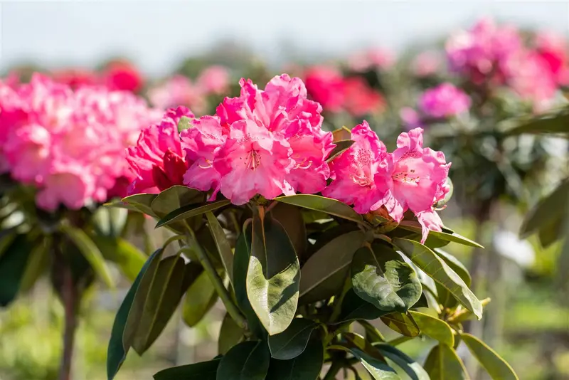 Rhodo (yak.) 'Morgenrot' 60- 80   C25 - afbeelding 5