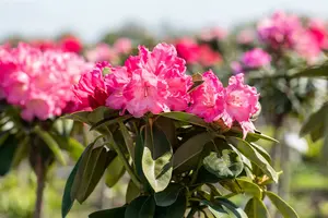 Rhodo (yak.) 'Morgenrot' 60- 80   C25 - afbeelding 5