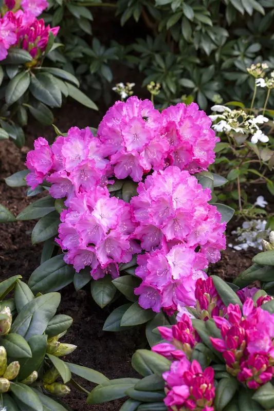 Rhodo (yak.) 'Polaris' 60- 80   C25 - afbeelding 2