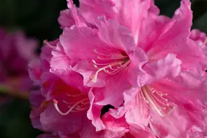 Rhodo (yak.) 'Porzellan' 40- 50   C7