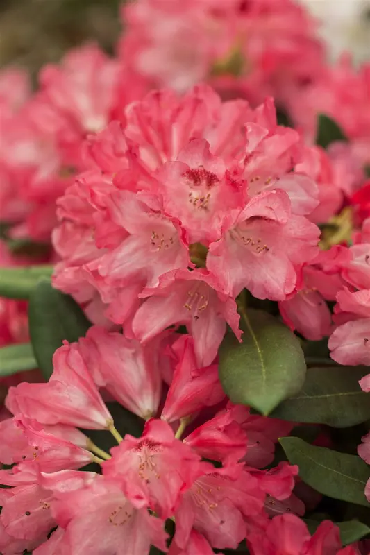 Rhodo (yak.) 'Sneezy' ('atchoum') 40- 50   C7 - afbeelding 1