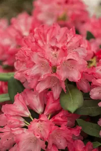 Rhodo (yak.) 'Sneezy' ('atchoum') 40- 50   C7 - afbeelding 1