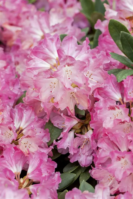 Rhodo (yak.) 'Sneezy' ('atchoum') 40- 50   C7 - afbeelding 4