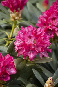 Rhodo (yak.) 'Sneezy' ('atchoum') 40- 50   C7 - afbeelding 5