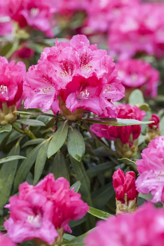 Rhodo (yak.) 'Sneezy' ('atchoum') 60- 80   C25 - afbeelding 2