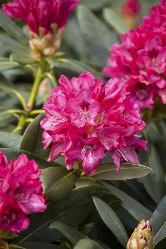 Rhodo (yak.) 'Sneezy' ('atchoum') 60- 80   C25 - afbeelding 5