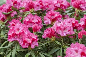 Rhodo (yak.) 'Sneezy' ('atchoum') 60- 80   C25 - afbeelding 3