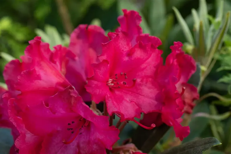 Rhodo (yak.) 'Vollblut' 40- 50   C7 - afbeelding 2