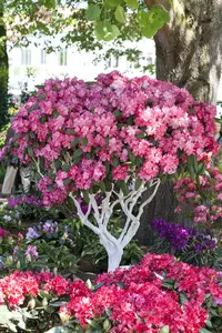 Rhodo yakushimanum in soorten/en var 40- 50   C7 - afbeelding 5