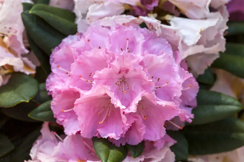 Rhodo yakushimanum in soorten/en var 40- 50   C7 - afbeelding 1