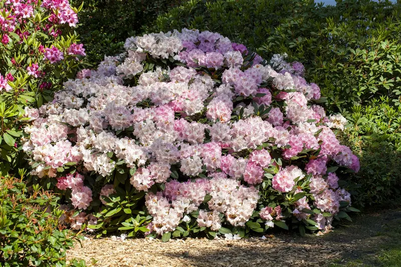 Rhodo yakushimanum in soorten/en var 40- 50   C7 - afbeelding 2