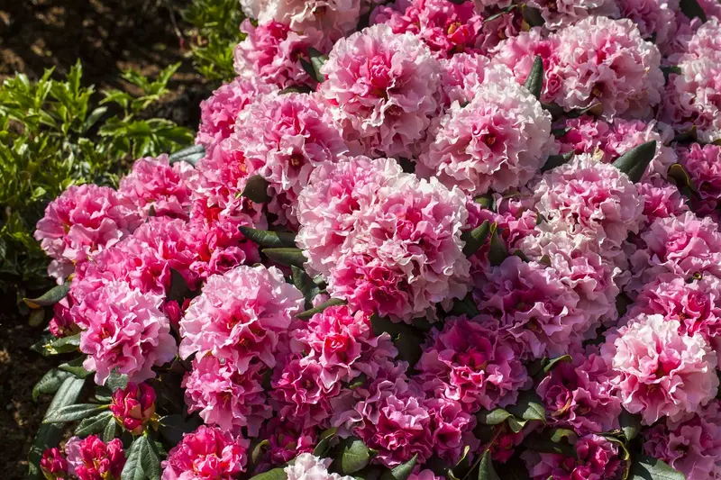 Rhodo yakushimanum in soorten/en var 40- 50   C7 - afbeelding 3