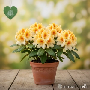 Rhododendron 'Horizon Monarch' C (40- 50)