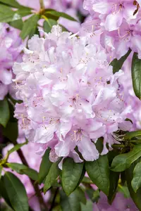 Rhododendron 'Mrs E.c. Stirling' 40- 50   C4 - afbeelding 1