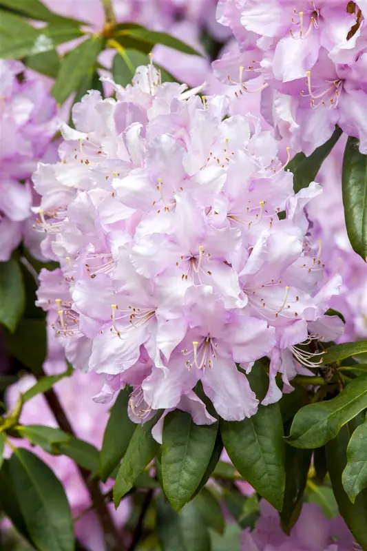 Rhododendron 'Mrs E.c. Stirling' 60- 80   C10 - afbeelding 1