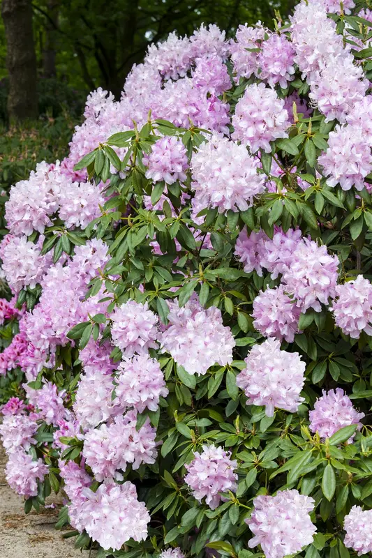 Rhododendron 'Mrs E.c. Stirling' 60- 80   C10 - afbeelding 2