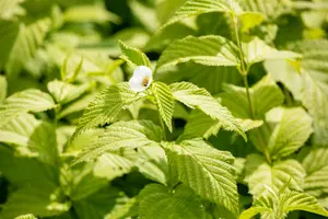 rhodotypos scandens (30- 40cm) - afbeelding 3