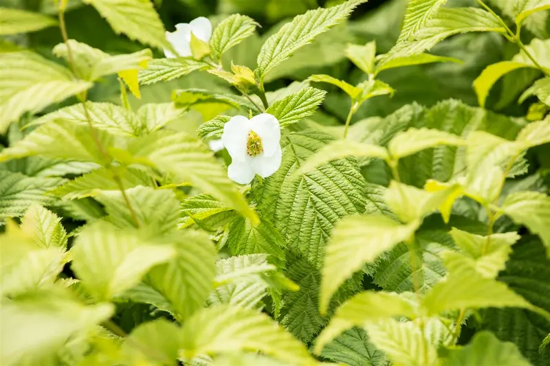 rhodotypos scandens (30- 40cm) - afbeelding 4