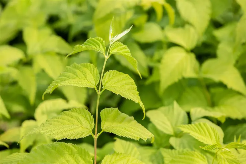 rhodotypos scandens (30- 40cm) - afbeelding 1