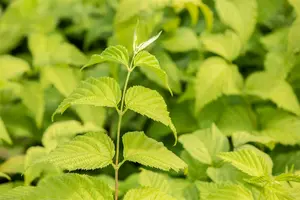 rhodotypos scandens (30- 40cm) - afbeelding 5