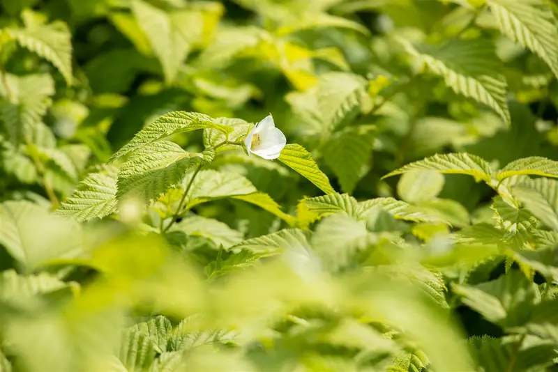 rhodotypos scandens (30- 40cm) - afbeelding 2