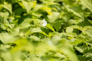 rhodotypos scandens (30- 40cm) - afbeelding 2