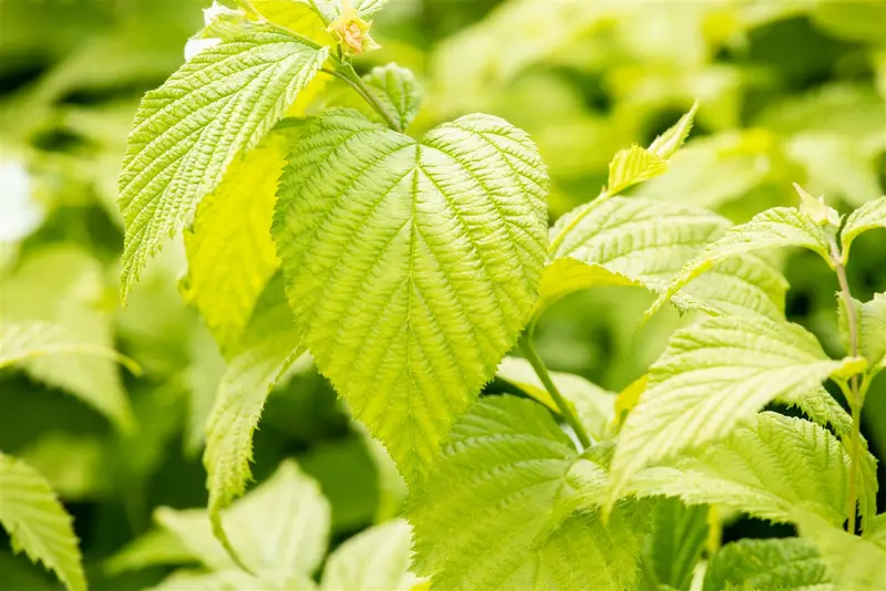 rhodotypos scandens (30- 40cm) - afbeelding 5