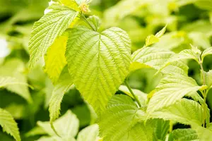 rhodotypos scandens (30- 40cm) - afbeelding 5