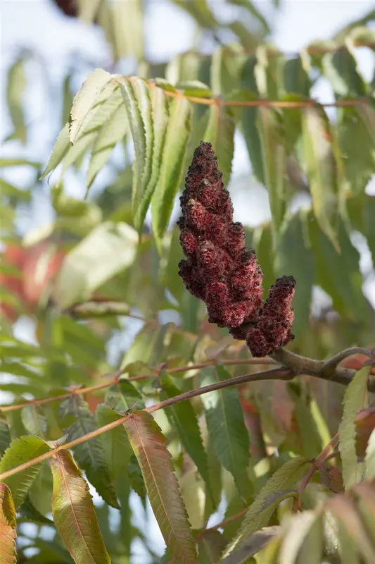 Rhus typh. 'Dissecta' (typh. 'laciniata') 10/12 HO C - afbeelding 1