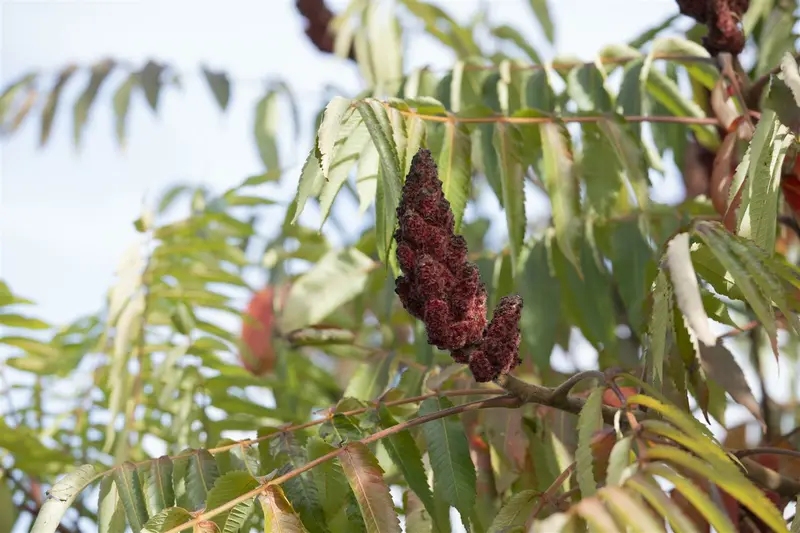 rhus typh. 'dissecta' (typh. 'laciniata') (175-200 cm) - afbeelding 2