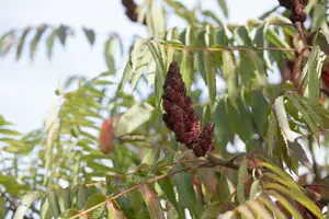 rhus typh. 'dissecta' (typh. 'laciniata') (175-200 cm) - afbeelding 2