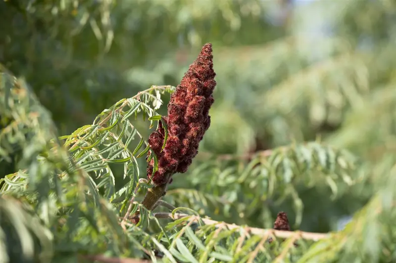 rhus typh. 'dissecta' (typh. 'laciniata') (175-200 cm) - afbeelding 3