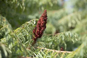 rhus typh. 'dissecta' (typh. 'laciniata') (175-200 cm) - afbeelding 3