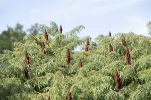 rhus typh. 'dissecta' (typh. 'laciniata') (175-200 cm) - afbeelding 4