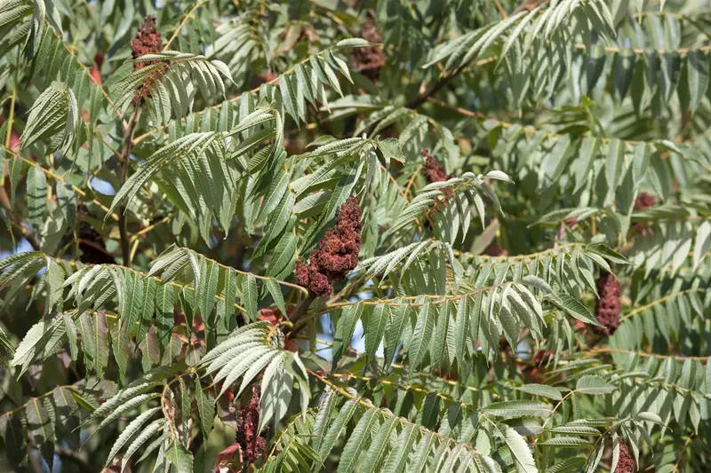 rhus typh. 'dissecta' (typh. 'laciniata') (175-200 cm) - afbeelding 5