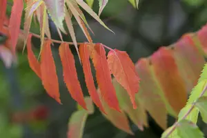 Rhus typhina 10/12 HO C - afbeelding 2