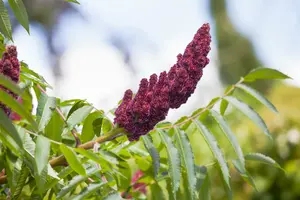 Rhus typhina 10/12 HO C - afbeelding 4
