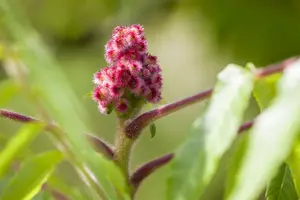 Rhus typhina 250-300   C90 MRST - afbeelding 3