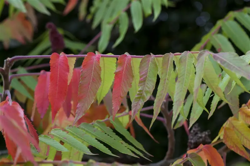 rhus typhina (300-350 cm) - afbeelding 1