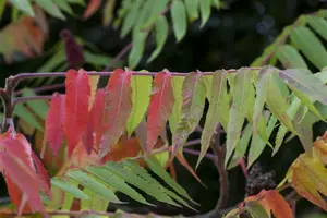 rhus typhina (300-350 cm) - afbeelding 5