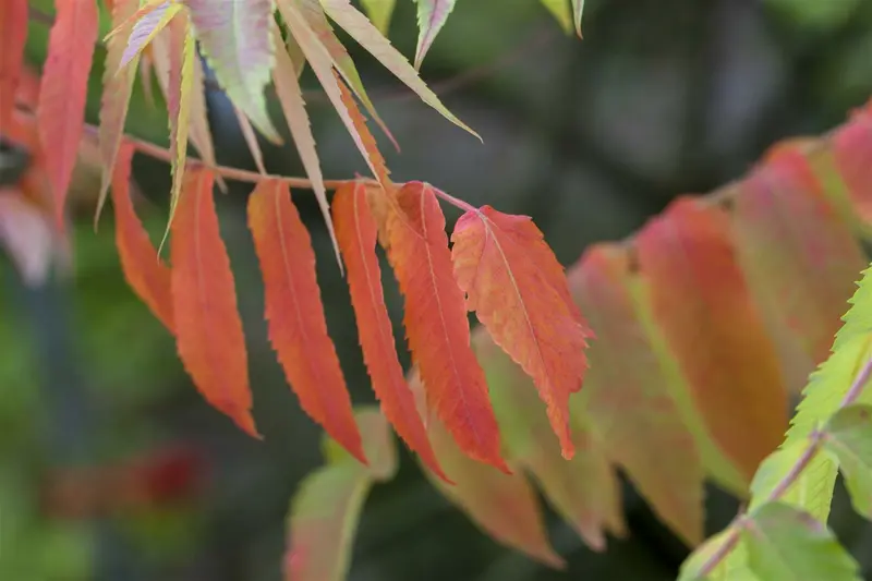 rhus typhina (300-350 cm) - afbeelding 2